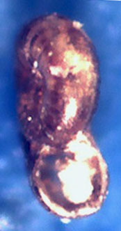 Retrotortina fuscata??